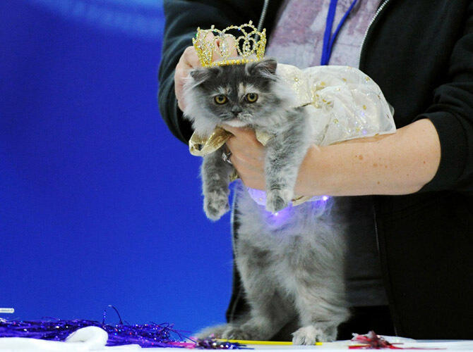 От КОТюр
