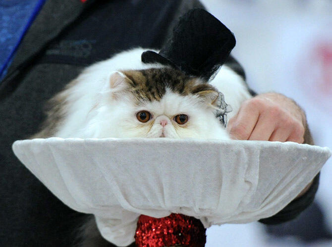 От КОТюр
