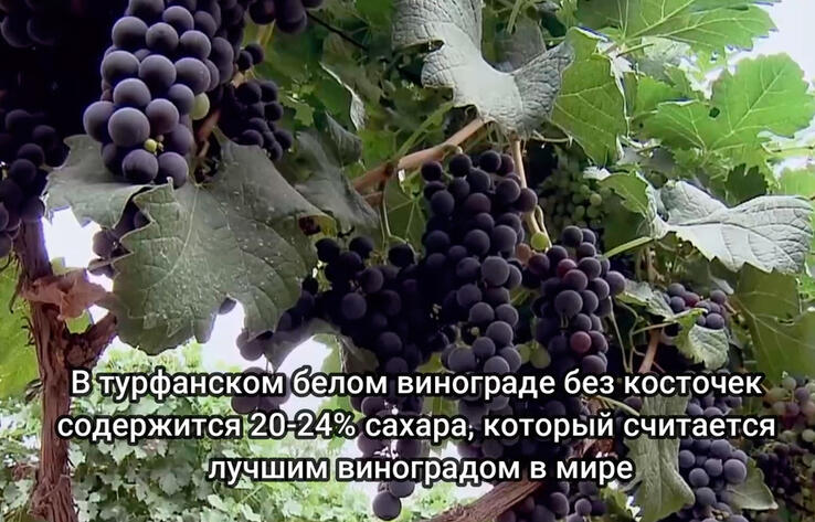 Путешествие за 45 секунд: Сельское хозяйство в Синьцзяне