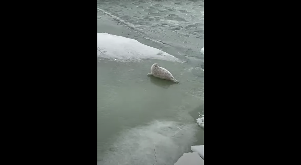Icebreakers destroy Caspian seal breeding sites, expert says