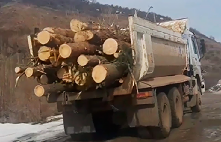 Almaty residents are outraged by deforestation in Aksay gorge