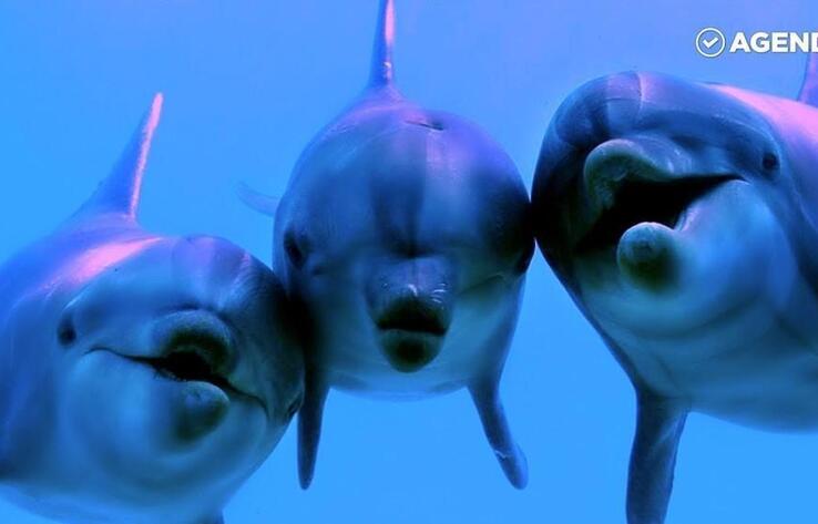 World Whale and Dolphin Day