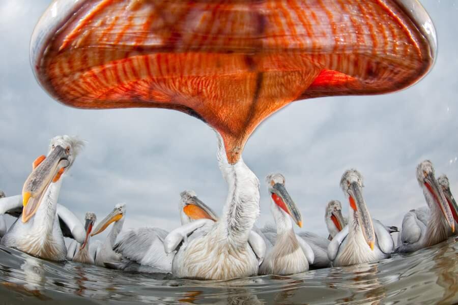 Outstanding Images Of The Year. Images | iz.ru