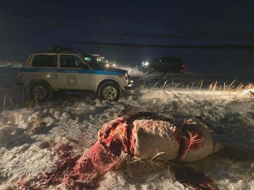 В ВКО скотокрад застрелил лошадь стоимостью 7 тысяч долларов. Фото: Polisia.kz