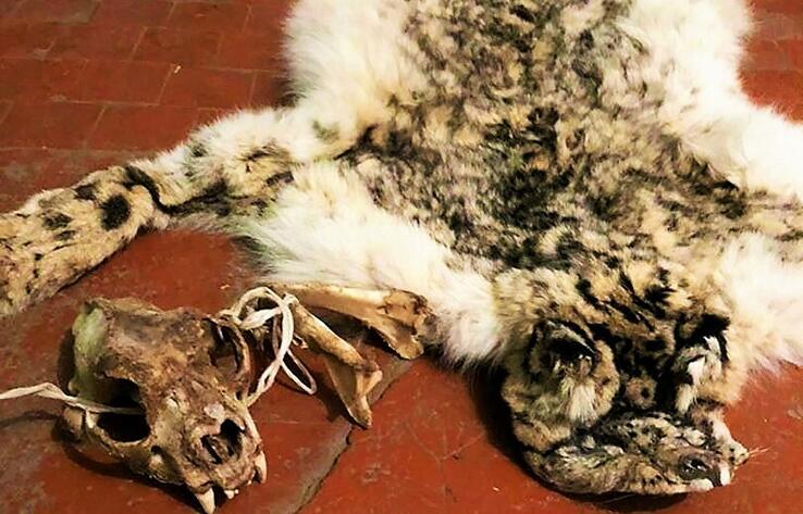 Череп и шкуру снежного барса пытались ввезти в Казахстан