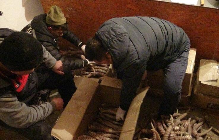 В Кызылординской области у браконьеров изъято более 600 рогов сайги