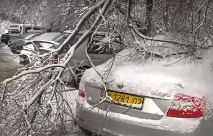 Сломанные из-за снегопада деревья и ветки повредили 44 автомобиля в Алматы 