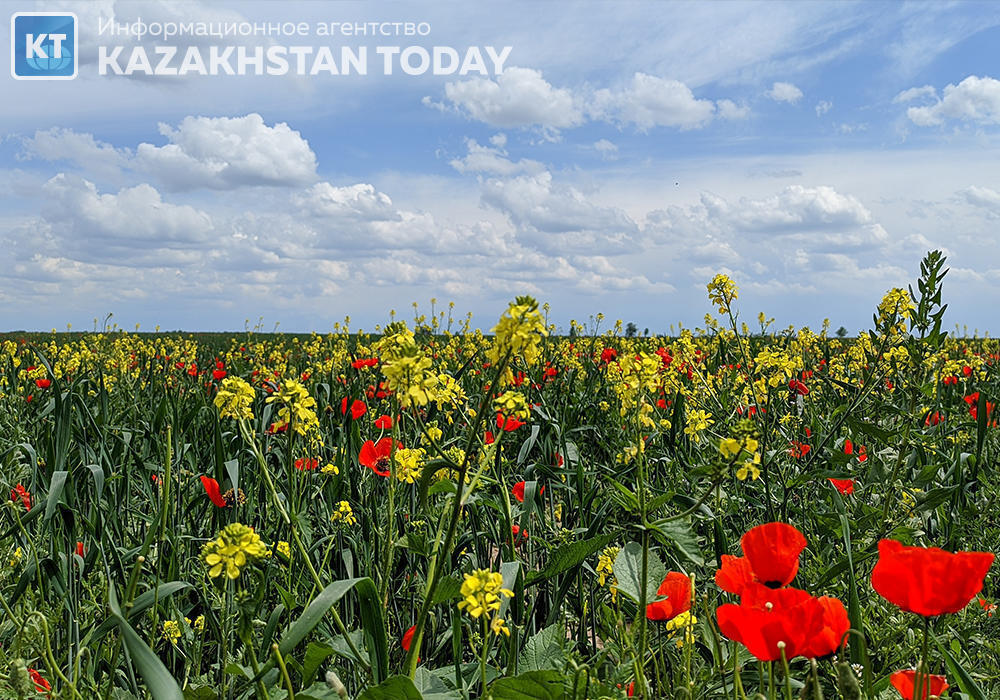 The beauty of spring fields in Almaty region