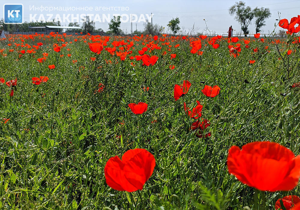 The beauty of spring fields in Almaty region