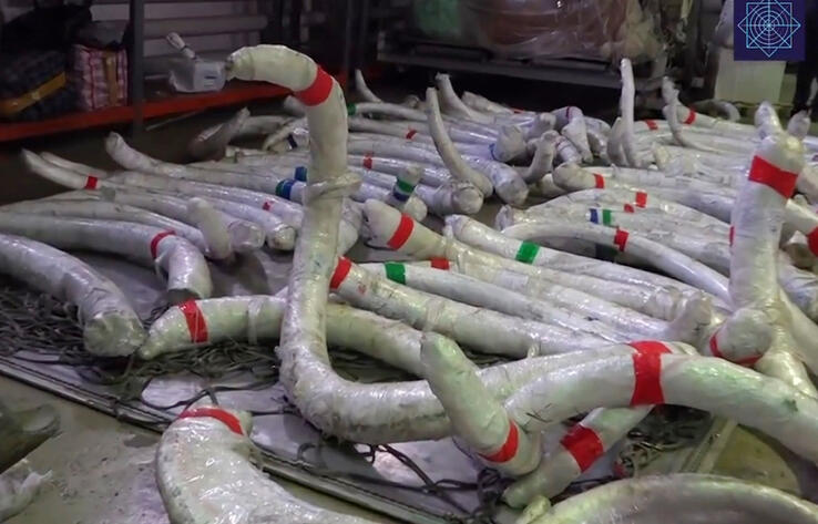 Гражданин РК пытался незаконно вывезти из страны 5 тонн бивней мамонтов