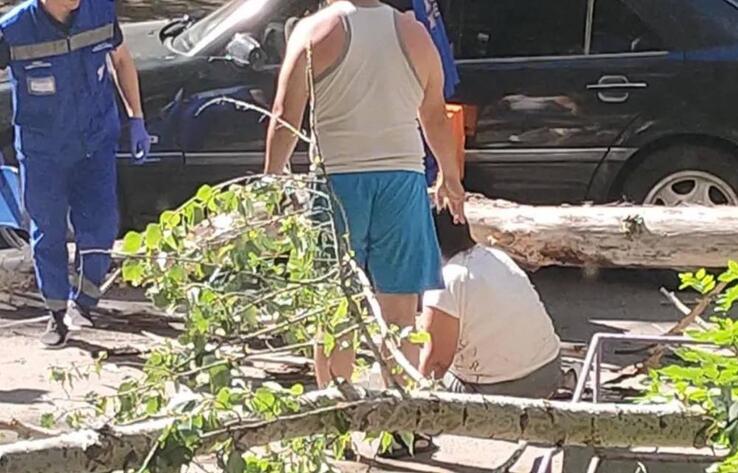 Сухое дерево упало на женщину в Караганде