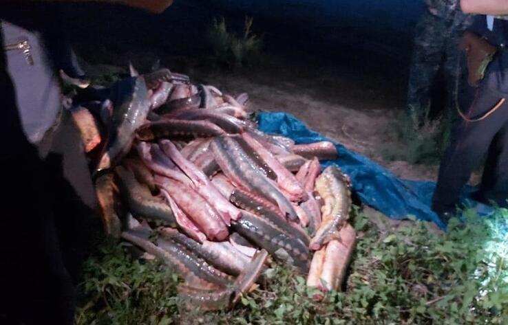 Более 500 кг осетра изъяли у браконьеров в Атырау