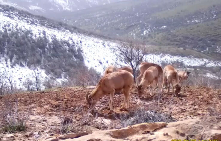 Архары попали в фотоловушку в Сайрам-Угамском нацпарке