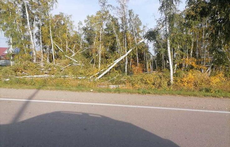 В Петропавловске варварски уничтожили березовую рощу ради строительства мотеля 