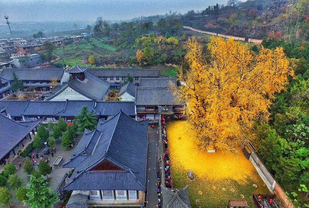 ​Невероятное дерево Гинкго возрастом в 1400 лет. Фото: telegram/Nation Geographic