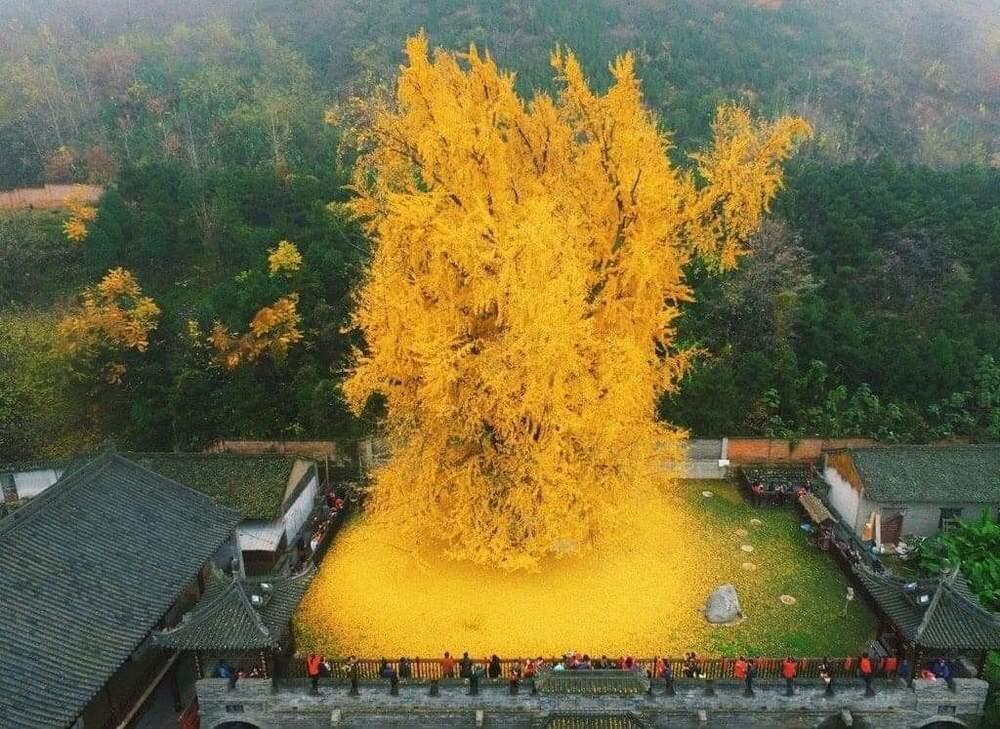 Incredible 1400-year-old Ginkgo tree. Images | telegram/Nation Geographic