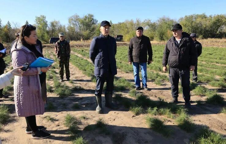Қостанай облысында өрттен кейін орман алқабын қалпына келтіру жұмыстары басталады