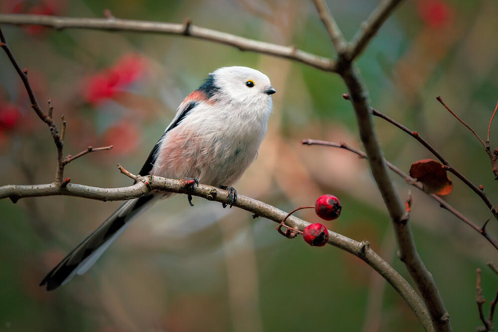 Краски осени. Фото: 35photo.pro Copyright by Wojciech Grzanka