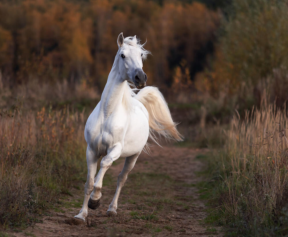 Краски осени. Фото: 35photo.pro Copyright by Yulia Stukalova
