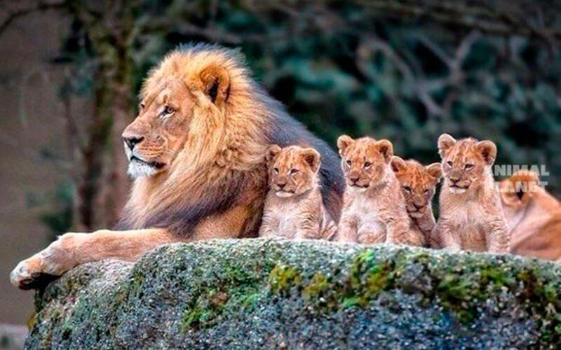 Family portraits. Images | Animal Planet