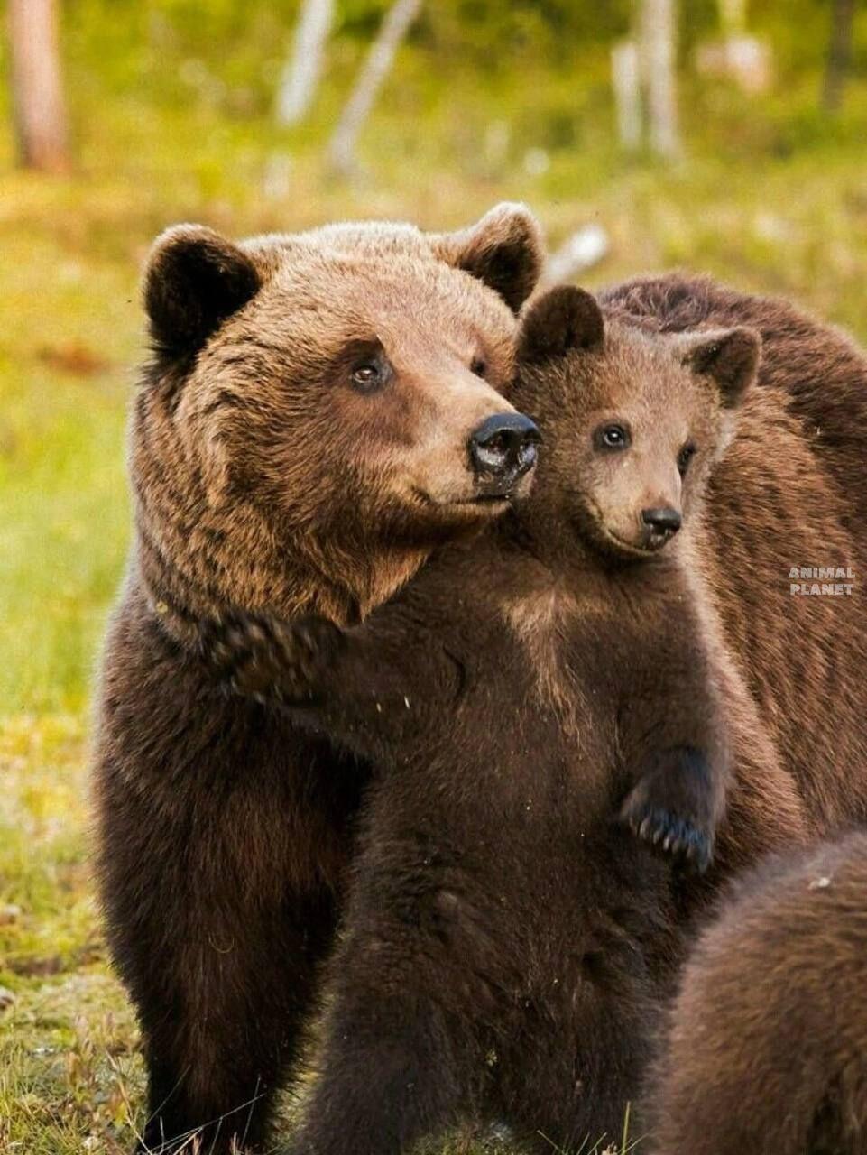 Family portraits. Images | Animal Planet
