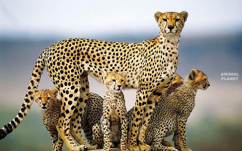 Отбасылық портреттер. Сурет: Animal Planet