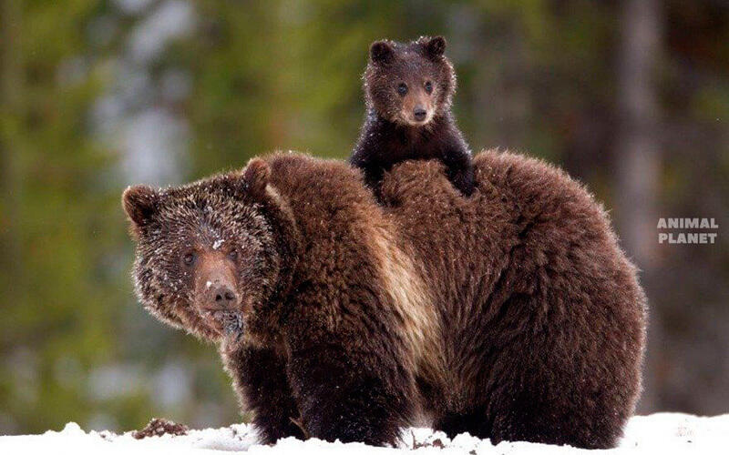 Отбасылық портреттер. Сурет: Animal Planet