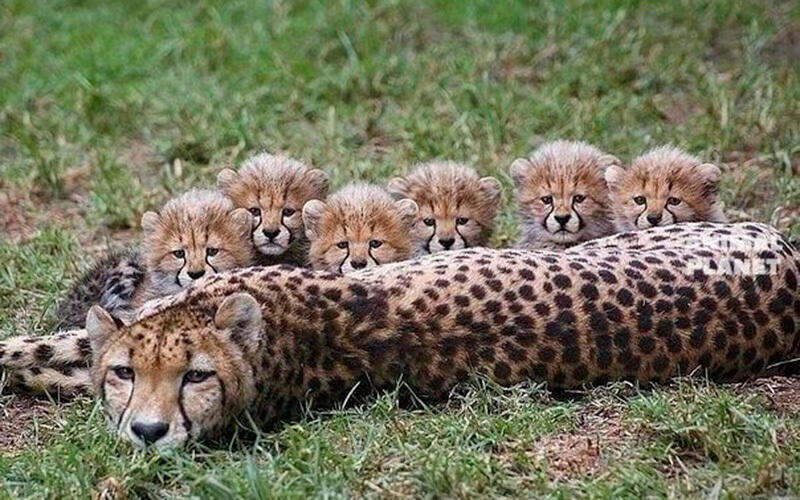 Отбасылық портреттер. Сурет: Animal Planet