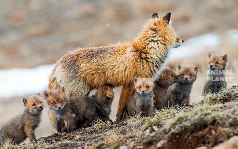 Отбасылық портреттер. Сурет: Animal Planet
