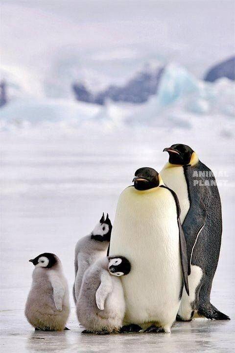 Отбасылық портреттер. Сурет: Animal Planet