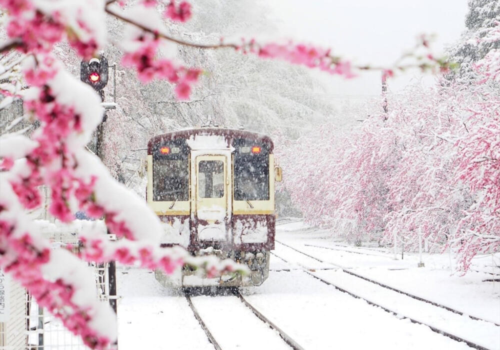 Сакура в снегу. Фото: telegram/Nation Geographic 