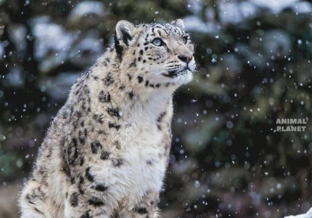 Big and Small Wild Cats. Images | telegram/Animal Planet 