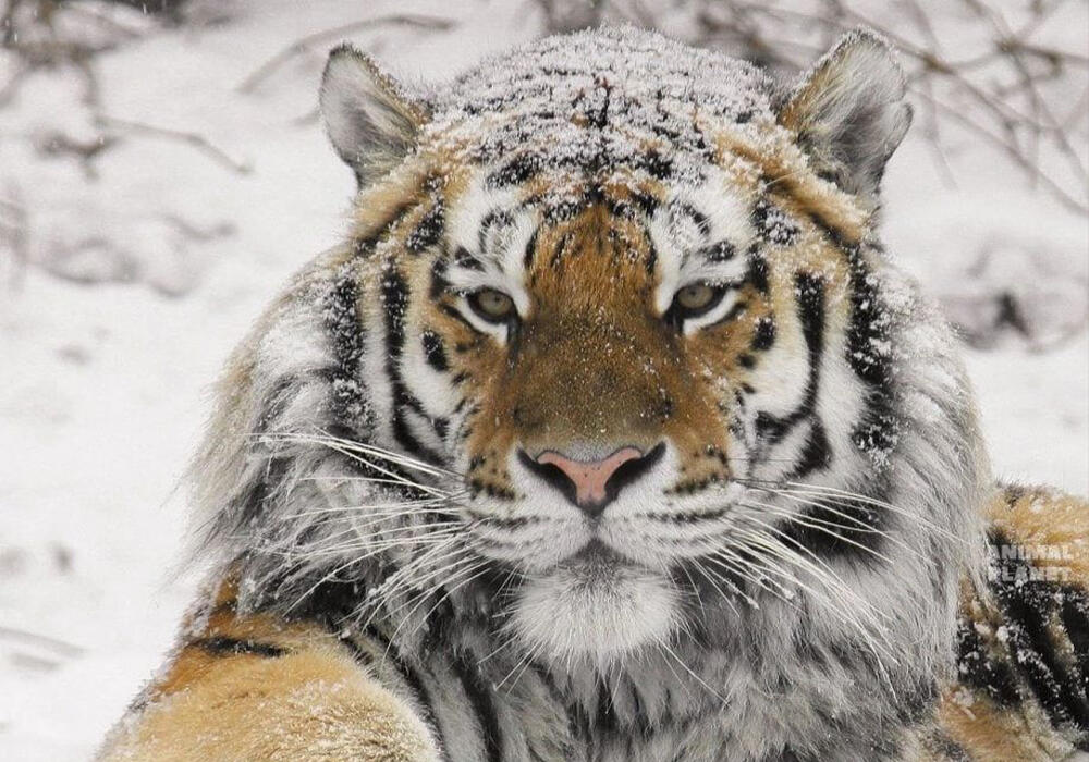 Big and Small Wild Cats. Images | telegram/Animal Planet 