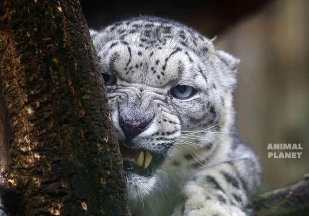 Big and Small Wild Cats. Images | telegram/Animal Planet 