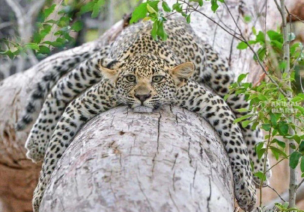 Big and Small Wild Cats. Images | telegram/Animal Planet 