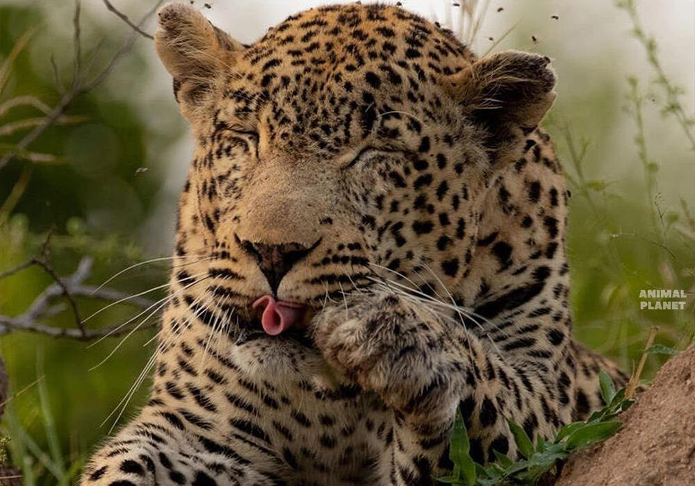 Big and Small Wild Cats. Images | telegram/Animal Planet 