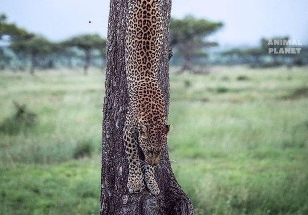 Big and Small Wild Cats. Images | telegram/Animal Planet 