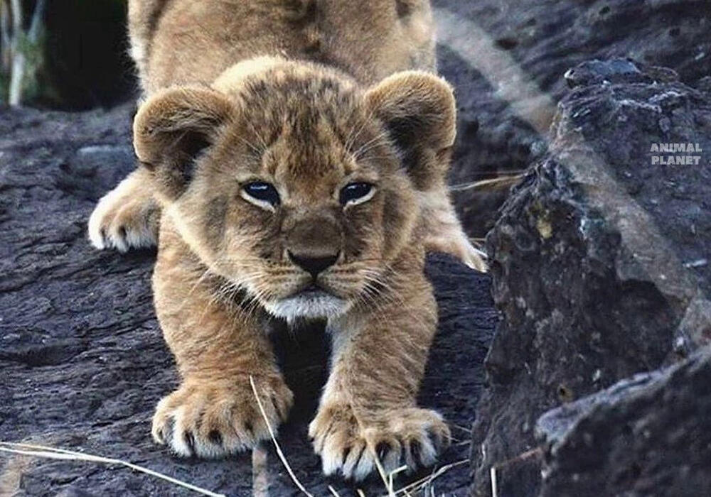 Big and Small Wild Cats. Images | telegram/Animal Planet 