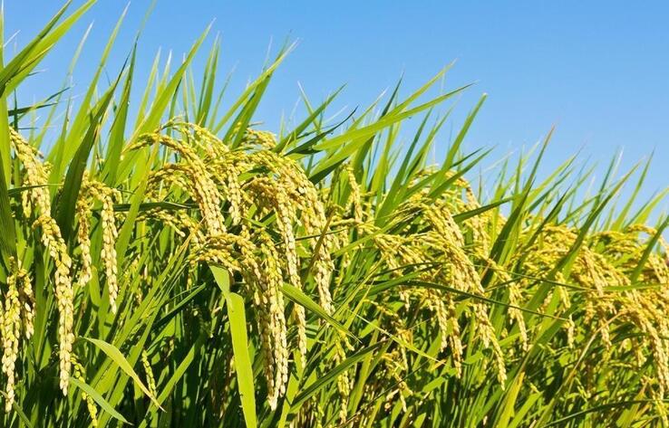 АШМ Қазақстандағы күріш нарығындағы тұрақтылық туралы мәлімдеді