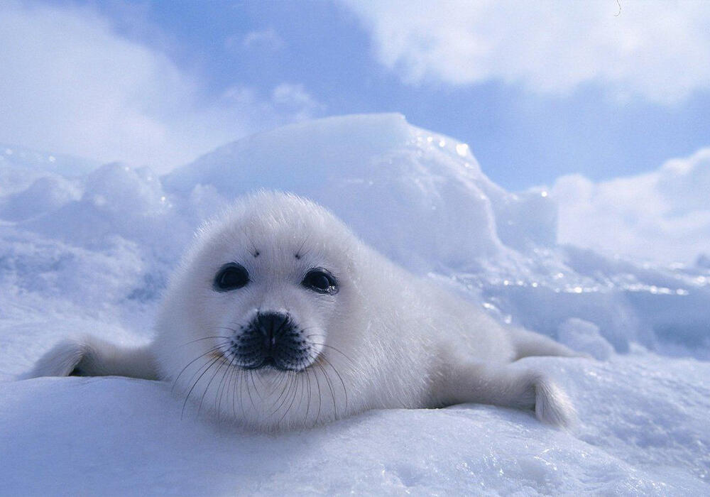 Детеныши тюленей греются на солнышке. Фото: telegram/Animal Planet