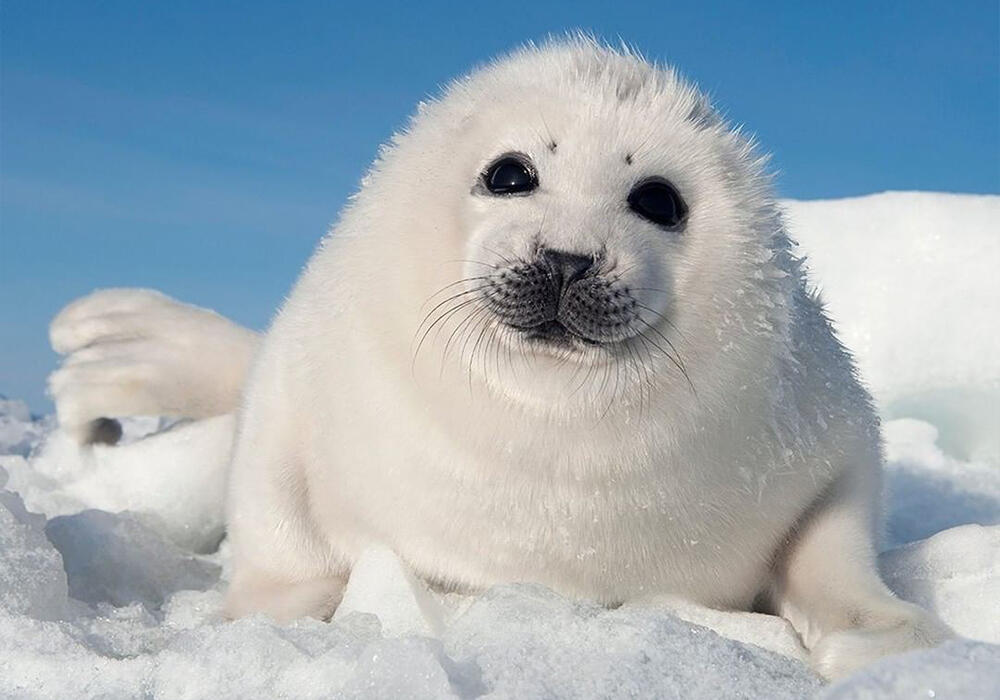 Детеныши тюленей греются на солнышке. Фото: telegram/Animal Planet