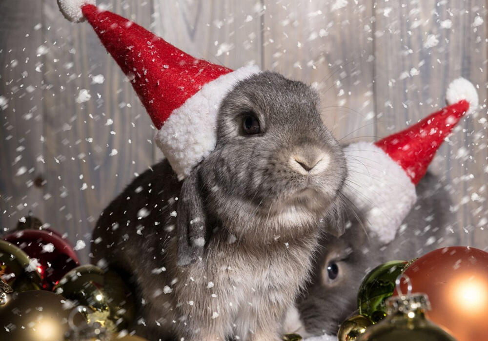 New Year with animals. Images | adonius.club