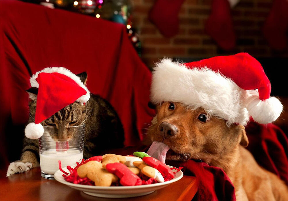 New Year with animals. Images | adonius.club
