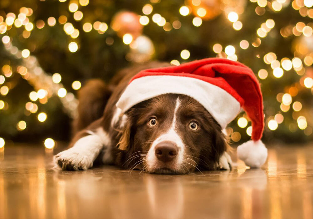 New Year with animals. Images | adonius.club