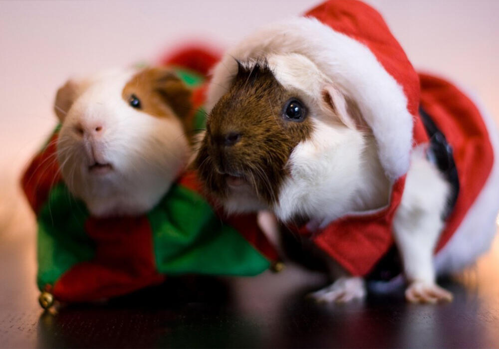 New Year with animals. Images | adonius.club