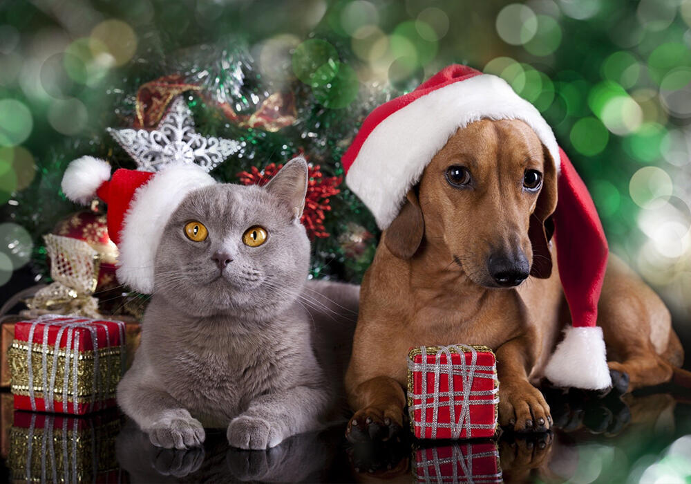 New Year with animals. Images | adonius.club