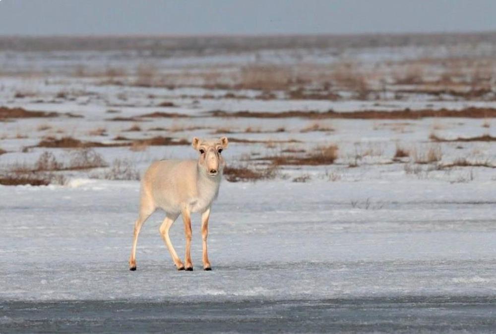 В Казахстане продлен мораторий на использование сайгаков, их частей и дериватов