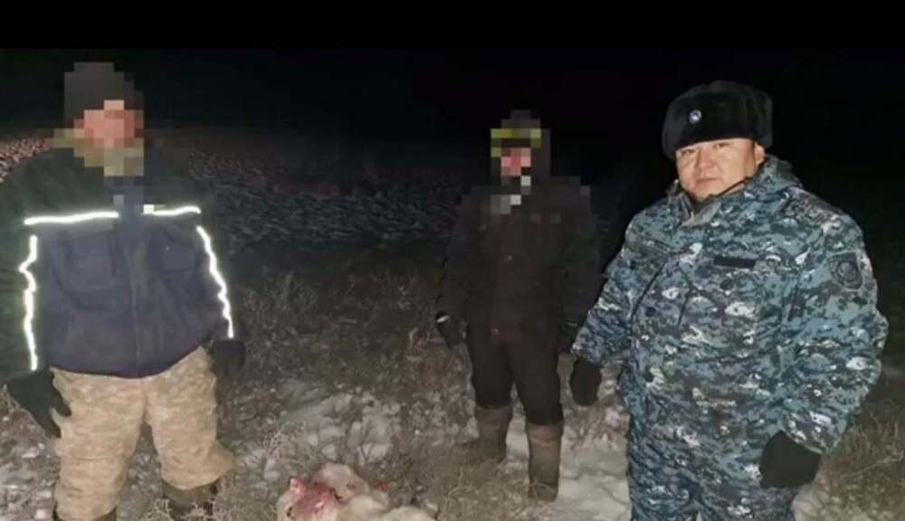На территории заповедника в Жамбылской области задержали браконьеров с тушей сайгака 