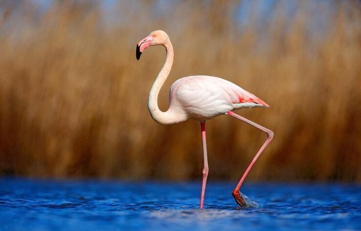 Pink Flamingos Caught on Camera Returning on Karakol Lake Ahead of Schedule