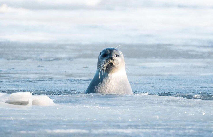 Fauna of Chukotka